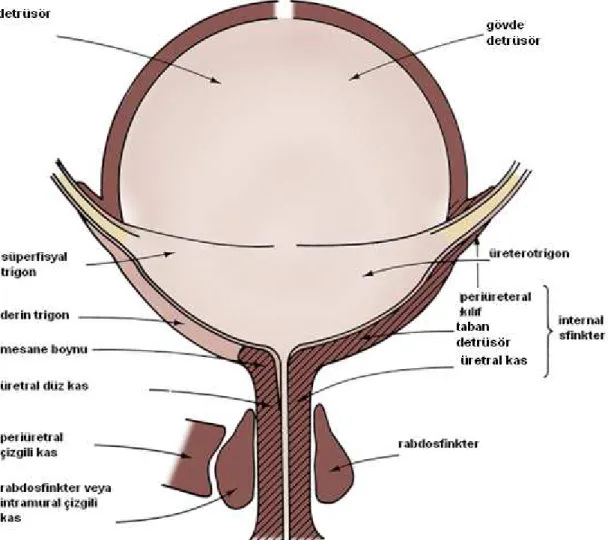 Şekil 2.2: Mesane ve mesane çıkımı anatomisi. (Torrens M, Morrison JFB: The Physiology of the  Urinary Bladder