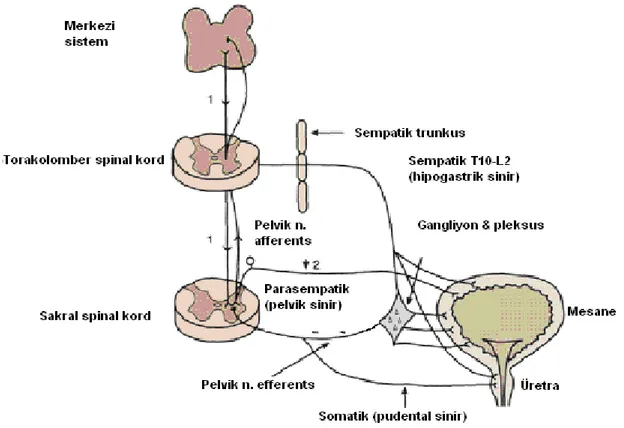 Şekil 2.3:  Mesane sfinkter kompleksinin inervasyonu.    (Yeung  CK:  Pathophysiology  of  bladder 