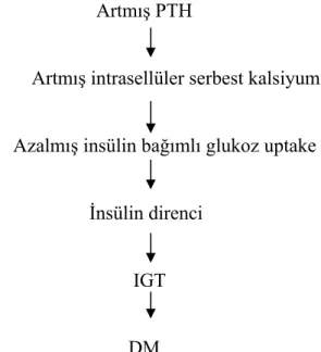 Şekil 2.1. PHPT de diyabet gelişim hipotezi 