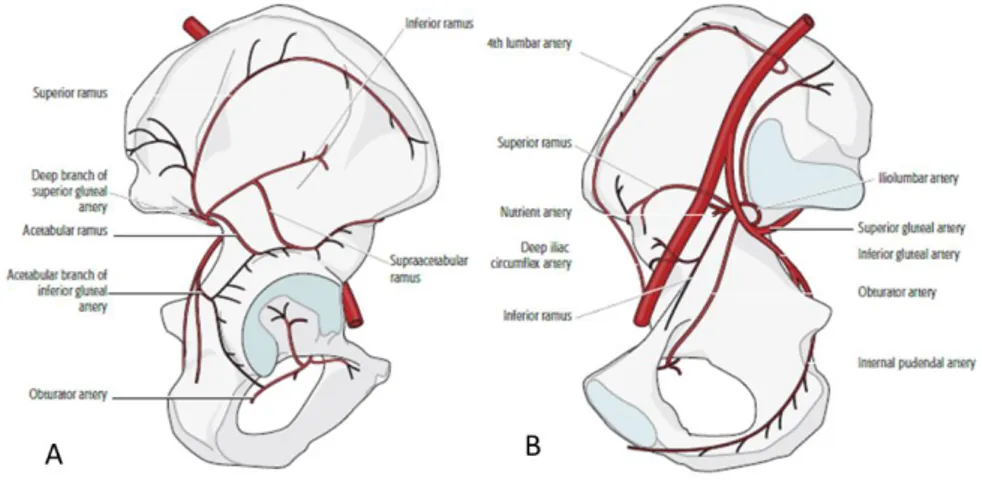 Şekil 2.13: Asetabular Dolaşım  A: lateralden görünüm