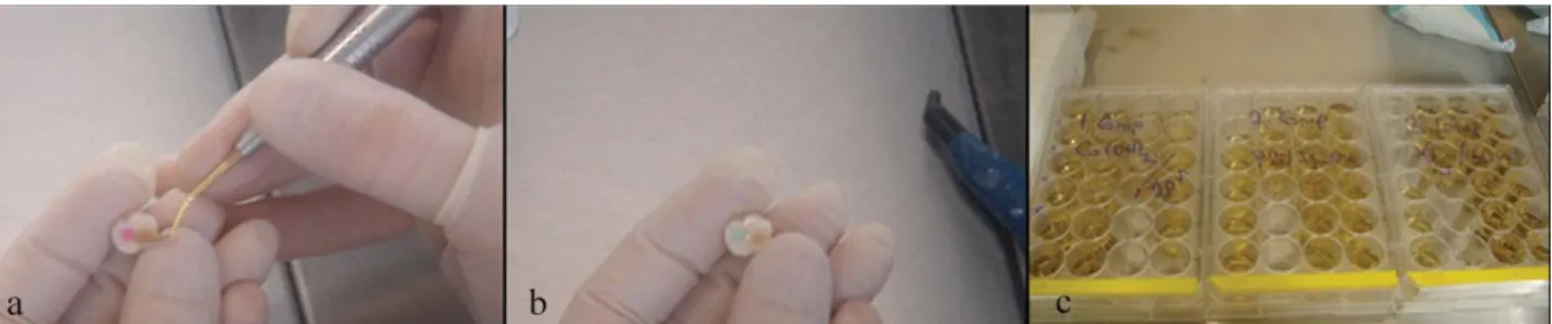 Figure 2. Sealing of cavities in different coloured compomer materials (a, b); tooth samples placed inside microplates for further evaluation (c).