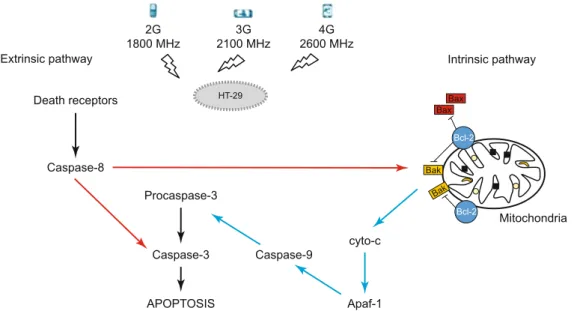 Fig. 15. Caspase-dependent apoptosis pathways induced by RF radiation.