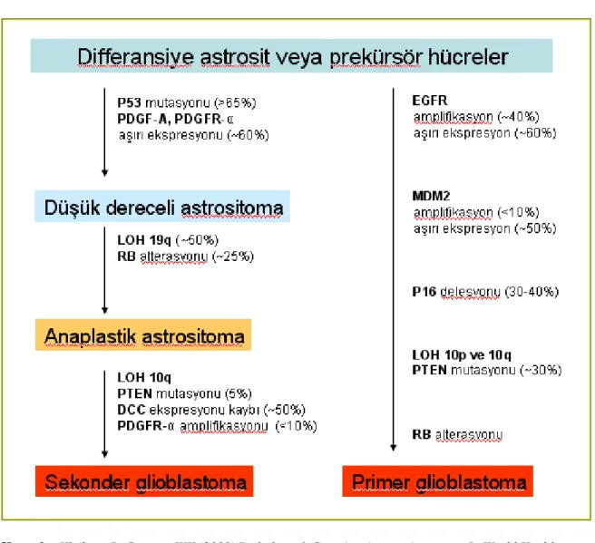 Tablo 5: Primer ve sekonder glioblastoma multiformenin izlediği genetik yolaklar 