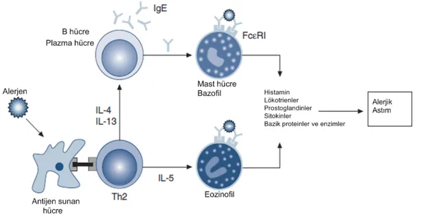 Şekil 2.2. Alerjik astımdaki inflamatuar kaskadın şematik sunumu. 