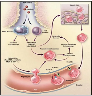 Şekil 2.3. Alerjik inflamasyonda eozinofil göçü. 