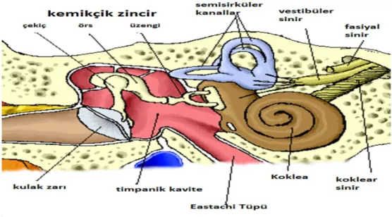 Şekil 2.1. Orta Kulak Anatomisi 