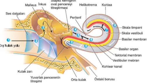 Şekil 2.2. İç Kulak Anatomisi