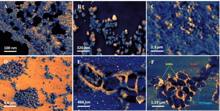 Figure 2. Representative SEM images taken on the substrate – silicon wafer surfaces. (A) GNRs; (B) T4 phages; (C) E