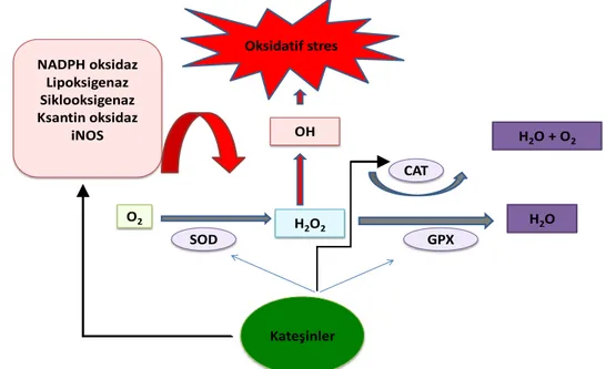 Şekil 2. 2. Kateşinlerin antioksidan savunma mekanizmaları (16) 