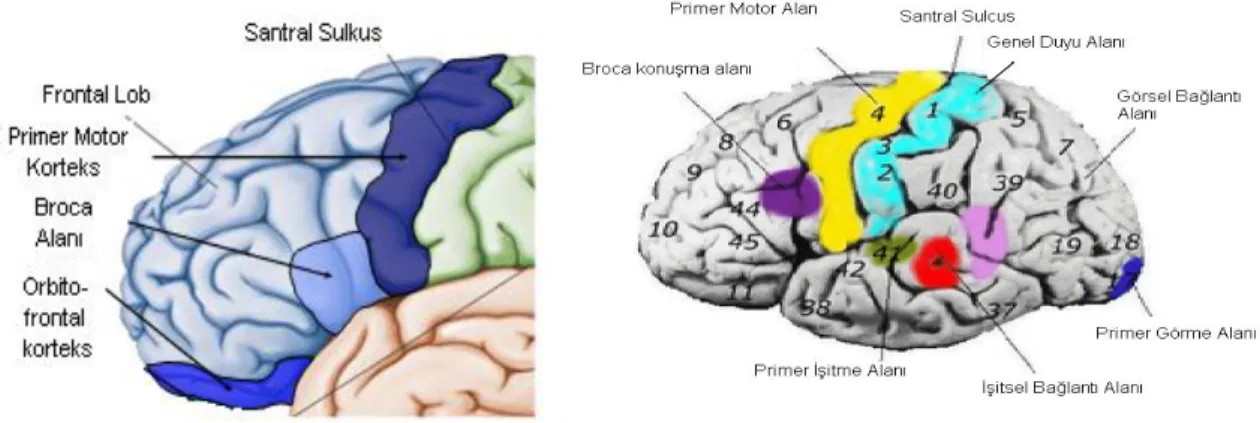 Şekil 2.9’da Broca konuşma alanı gösterilmiştir. 