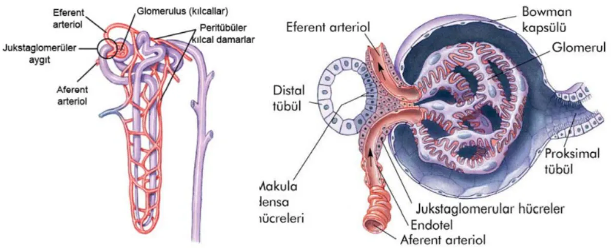 Şekil 2.2. Nefron kan dolaşımı (13)