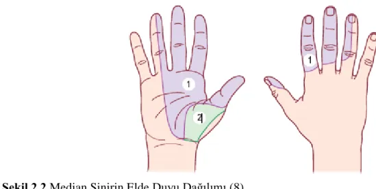Şekil 2.2.Median Sinirin Elde Duyu Dağılımı (8) 