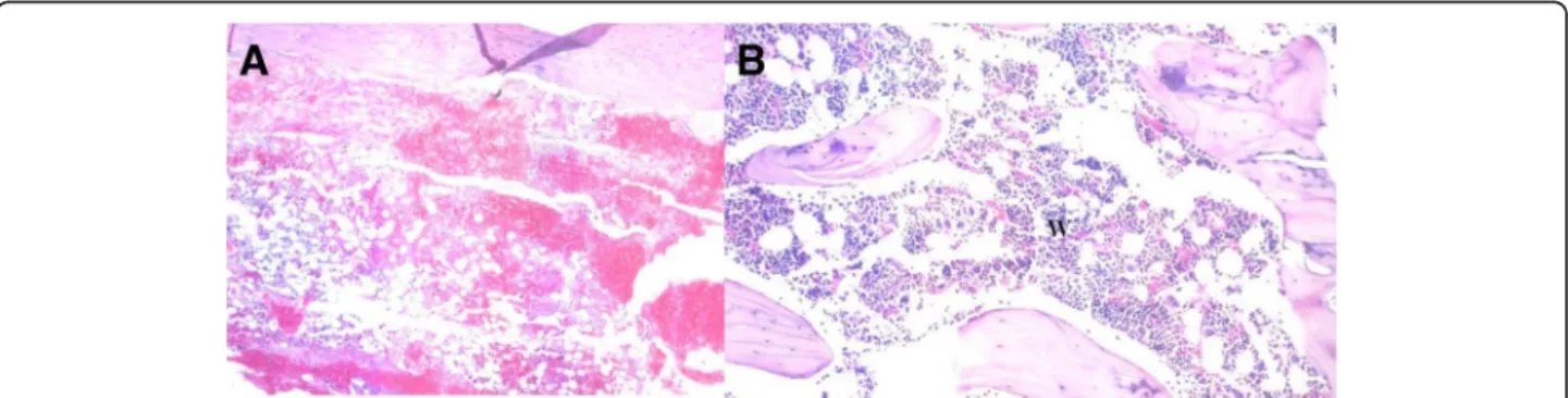 Fig. 1 Hematoxylin- and eosin-stained histological sections of Control group. a A large blood clot was revealed within the within the first hours (X40)