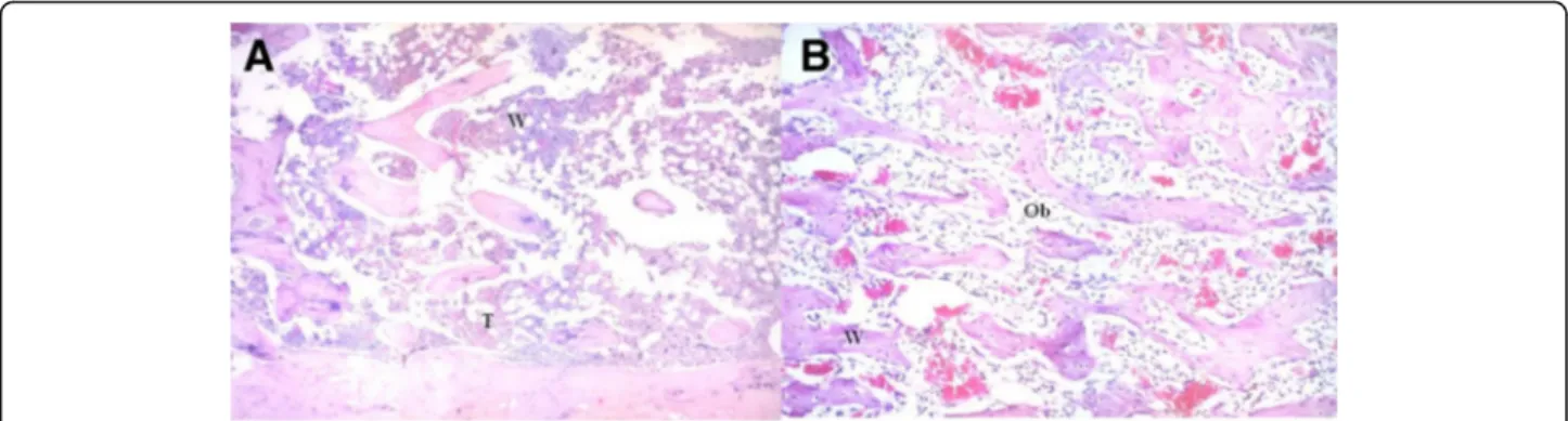 Fig. 2 Hematoxylin- and eosin-stained histological sections of Calcitonin group. a After a week, the healing process was faster than expected