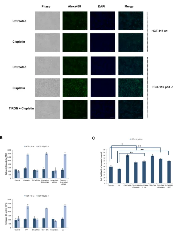 Fig 6. Cisplatin induces early LMP in HCT-116 p53 -/- cells. (A) HCT-116 wt and HCT-116 p53-/- cells were treated with cisplatin (20 μM) for 1h