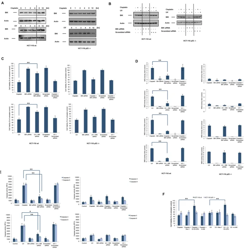 Fig 1. BIK is involved in DNA damage-induced apoptosis in HCT-116 wt cells, but not in HCT-116 p53 -/- cells