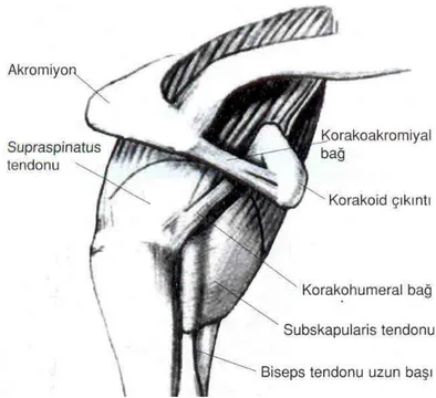 Şekil 2.1: Biseps tendonun olukta görünümü 