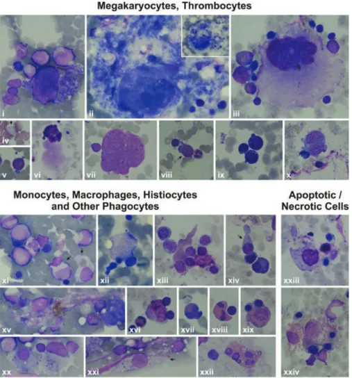Figure 6. Features of some bone marrow cells (megakaryocytes, thrombocytes, monocytes, macrophages, histiocytes, other phagocytes, 