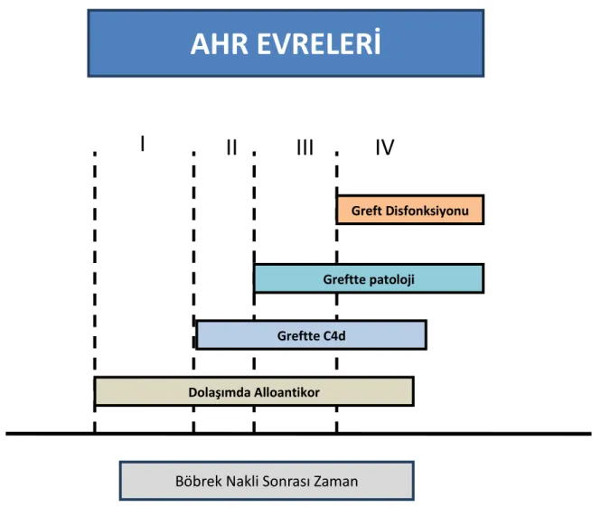 Şekil 1: AHR Evreleri 