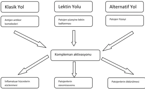 Şekil 2: Kompleman sisteminin 3 tip aktivasyonu 