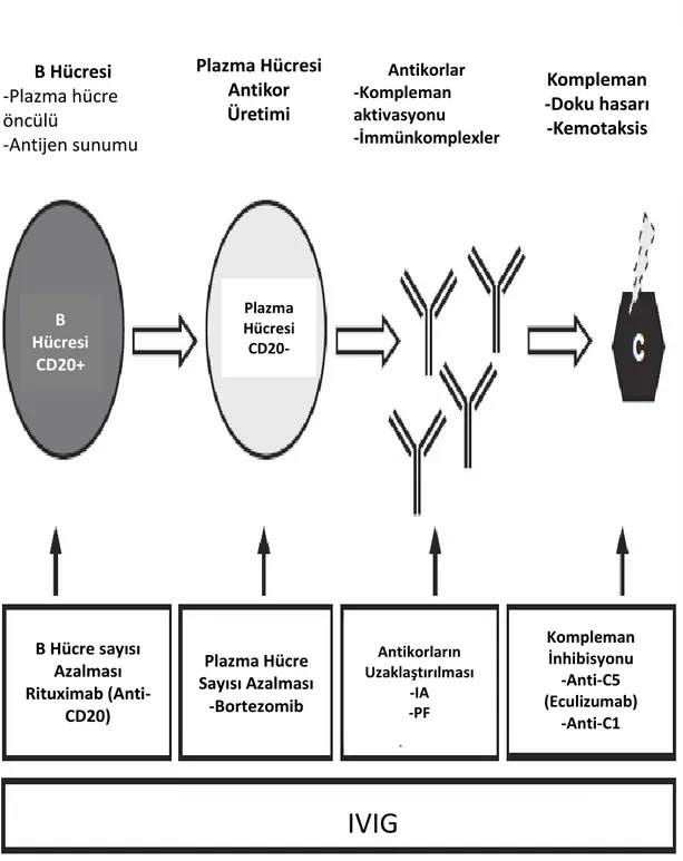 Şekil 6: AHR tedavisi özeti B Hücresi CD20+ Plazma  Hücresi CD20-B Hücresi -Plazma hücre öncülü -Antijen sunumu  Plazma Hücresi Antikor Üretimi  Antikorlar -Kompleman aktivasyonu  -İmmünkomplexler  Kompleman  -Doku hasarı -Kemotaksis Kompleman İnhibisyonu-