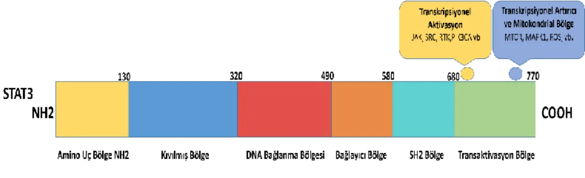 Şekil 3. STAT3 geninin yapısı 