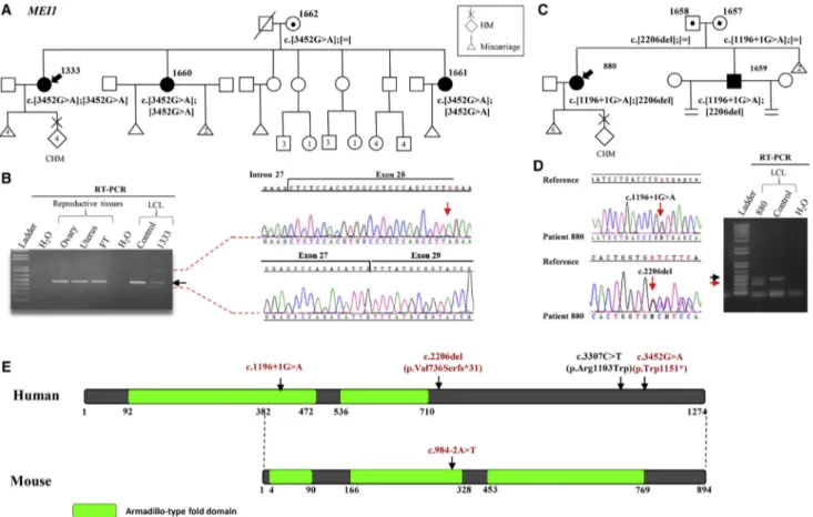 Figure 1. Pedigree Structure, Reproductive Outcomes, and Mutation Analysis of Two Families with Bi-allelic MEI1 Mutations (A) Sanger sequencing and segregation of the mutation identified in MEI1 in the family of proband 1333 (indicated by an arrow)