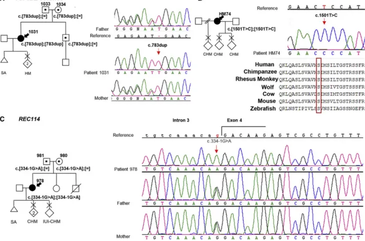 Figure 2. Pedigree Structure, Reproductive Outcomes, and Mutation Analyses of TOP6BL/ C11orf80 and REC114 in Three Affected Women with Bi-allelic Mutations