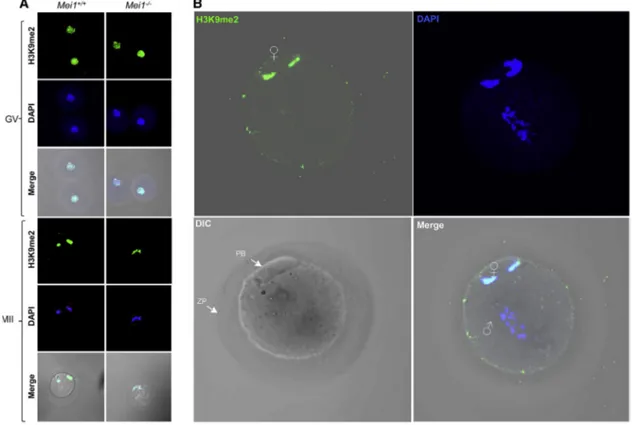 Figure 5. H3K9me2 Staining of Maternal Chromosomes in Oocytes and Zygotes from Wild-Type and Mei1 /