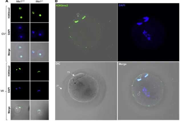 Figure 5. H3K9me2 Staining of Maternal Chromosomes in Oocytes and Zygotes from Wild-Type and Mei1 /