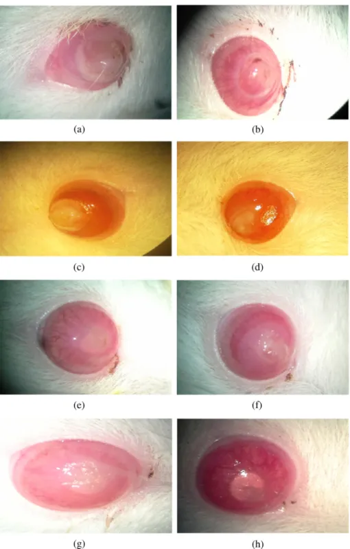 Fig. 5. (a) GROUP 1A before CXL. (b) GROUP 1A after CXL. (c) GRUP 1C before CXL+ Topical Tobramycin