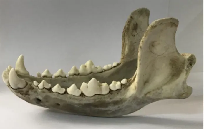 Figure 1. One of the fresh cadaver mandible used in the study. 