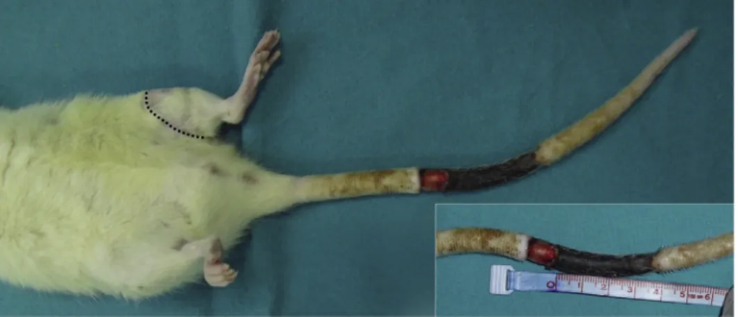 Fig. 2. The ﬁgure shows an avulsed tail ﬂap with total necrosis and secondary wound dehiscence