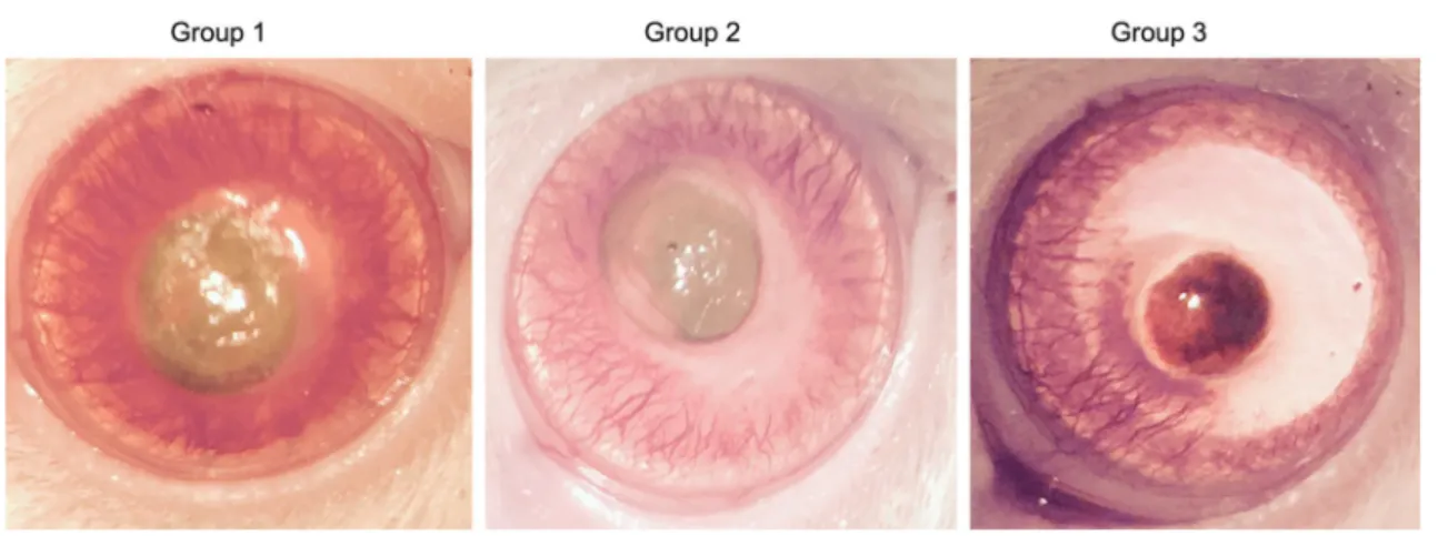 Figure 1 The degree of corneal neovascularization according to the groups.