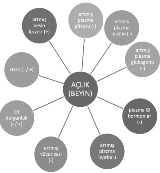 Şekil 2.4.3.1:  Besin Alımının Düzenlenmesi (34). 