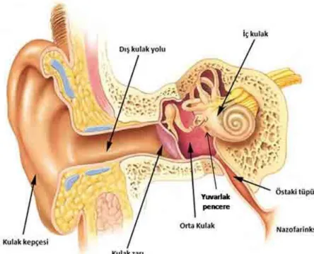 ġekil 1. İnsan kulağının anatomik yapısı (33)  