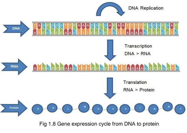 Fig 1.8 Gene expression cycle from DNA to protein 