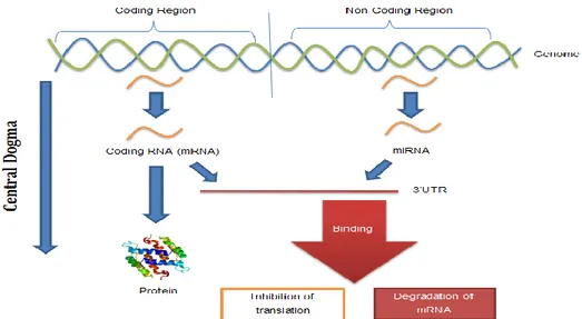 Fig 1.9 Function of miRNA during the central dogma process 