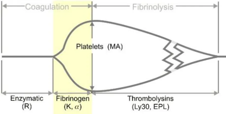 ġekil 4   Tromboelastogram şeması ve sırasıyla kogulasyonun aşamalarının (Pıhtı başlangıcı , 
