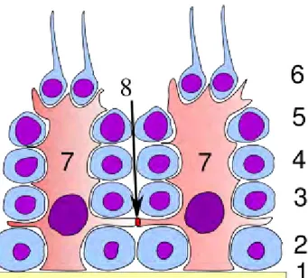 ġekil 2.9: Testisin germinal epiteli.                   1.Bazal lamina                   2.Spermatogonya                   3.Spermatosit, primer                   4.Spermatosit, sekonder                   5.Spermatid                   6.Matür spermatid    