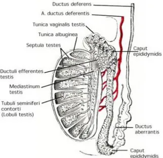 Şekil 2.4. Testis anatomisi (27).