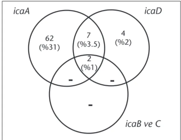 Şekil  1.  Staphylococcus  aureus  izolatlarındaki  icaADBC 