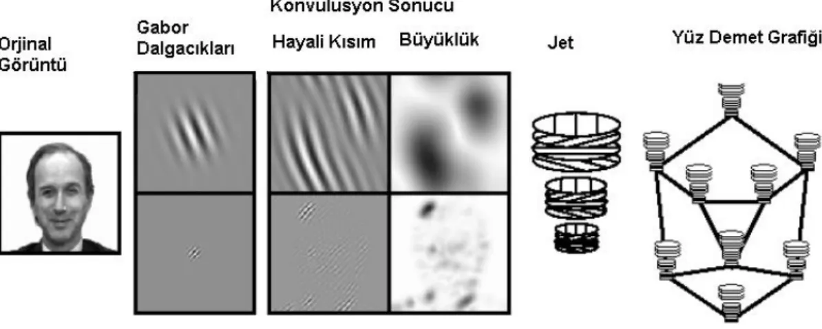 Şekil 2.3 Bir yüzün grafik temsili [30]‘dan değiştirilmiştir. 