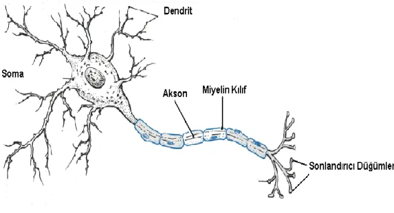 Şekil 2.6 : Basit sinir hücresi [38]‘ den değiştirilmiştir. 