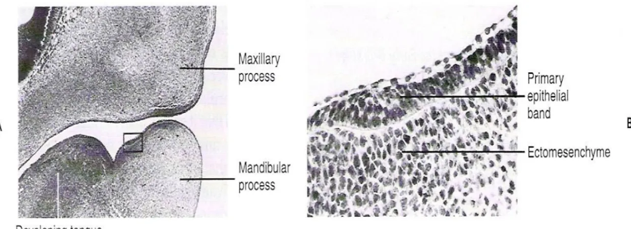 Şekil  2.5.  Embriyolojik  dönemde  gelişmekte  olan  kafa  bölgesinin  sagital  yöndeki kesiti