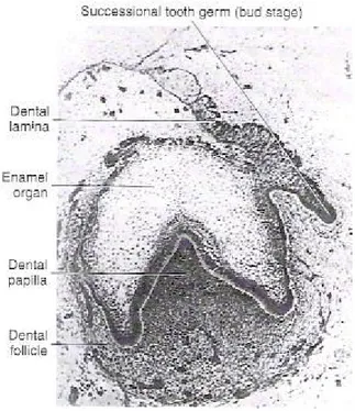 Şekil  2.6. Diş  gelişiminin  erken  dönem  çan  aşamasındaki  histolojik  görünümü.  Dental  laminadan  gelişen  mine  (enamel)  organ  ve  ektomezenkimal  dokudan  köken alan dental papilla gelişmeye devam etmekte ve dental folikül dokusunun  bu dokuları