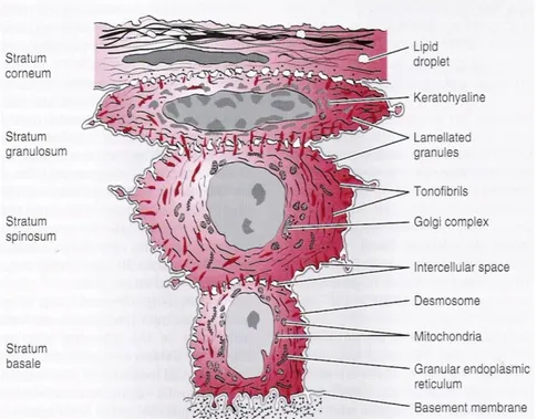 Şekil 2.8. Oral epitelin elektron mikroskobu altındaki görüntüsü (37). 