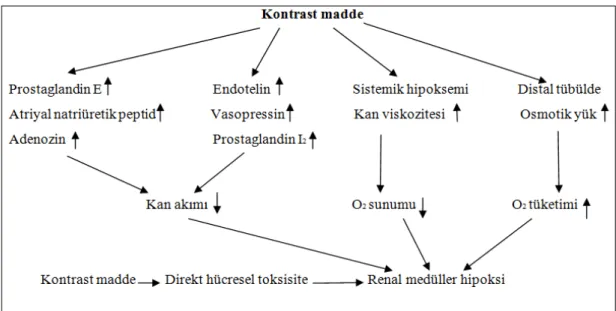 Şekil 1: Kontrast madde nefropatisi patogenezinde mediatörlerin rolü. 