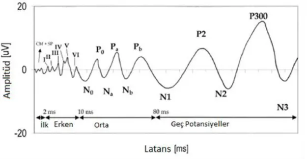 Şekil 2.1: İşitsel uyarılmış potansiyellerin erken, orta ve geç latans yanıtları (10)  Kısa (Erken) Latans Yanıtları: Uyarımdan sona 2-12 msn arasında görülen  yanıtlardır  (Şekil  2.1)