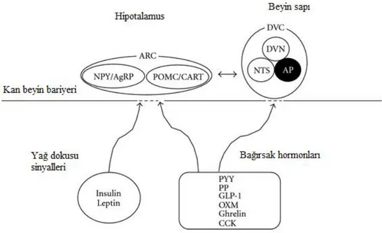 Şekil  2.3.  Besin  alımını  düzenlemek  için  hipotalamus  ve  beyin  sapı  üzerinde  birleşmiş olan başlıca sinyal yolları 